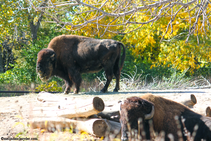 It was National Bison Day during our visit, so I had to capture this pair.