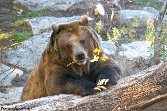 The Grizzly bear was posing for me before gnawing on this twig of leaves.