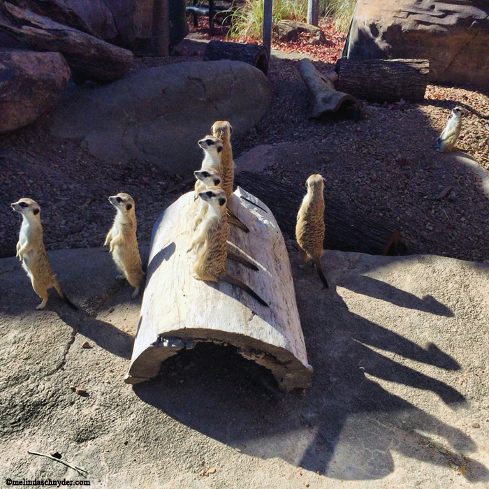 Always love the meerkats and the shadows were cool on this day.