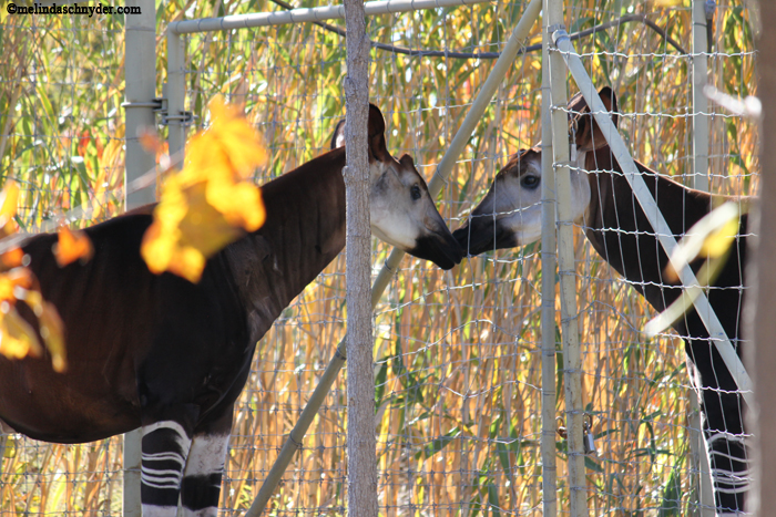 A fence couldn't contain the love between these Okapi.