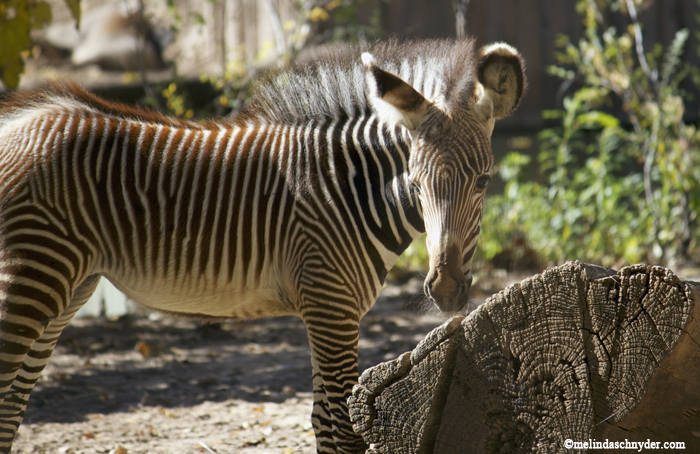 This Grevy's zebra was born 6 weeks ago.