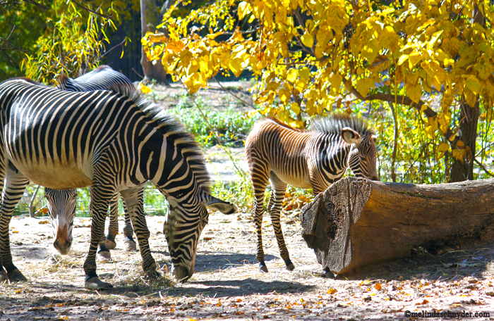 The baby zebra is on exhibit with her mom and her aunt.