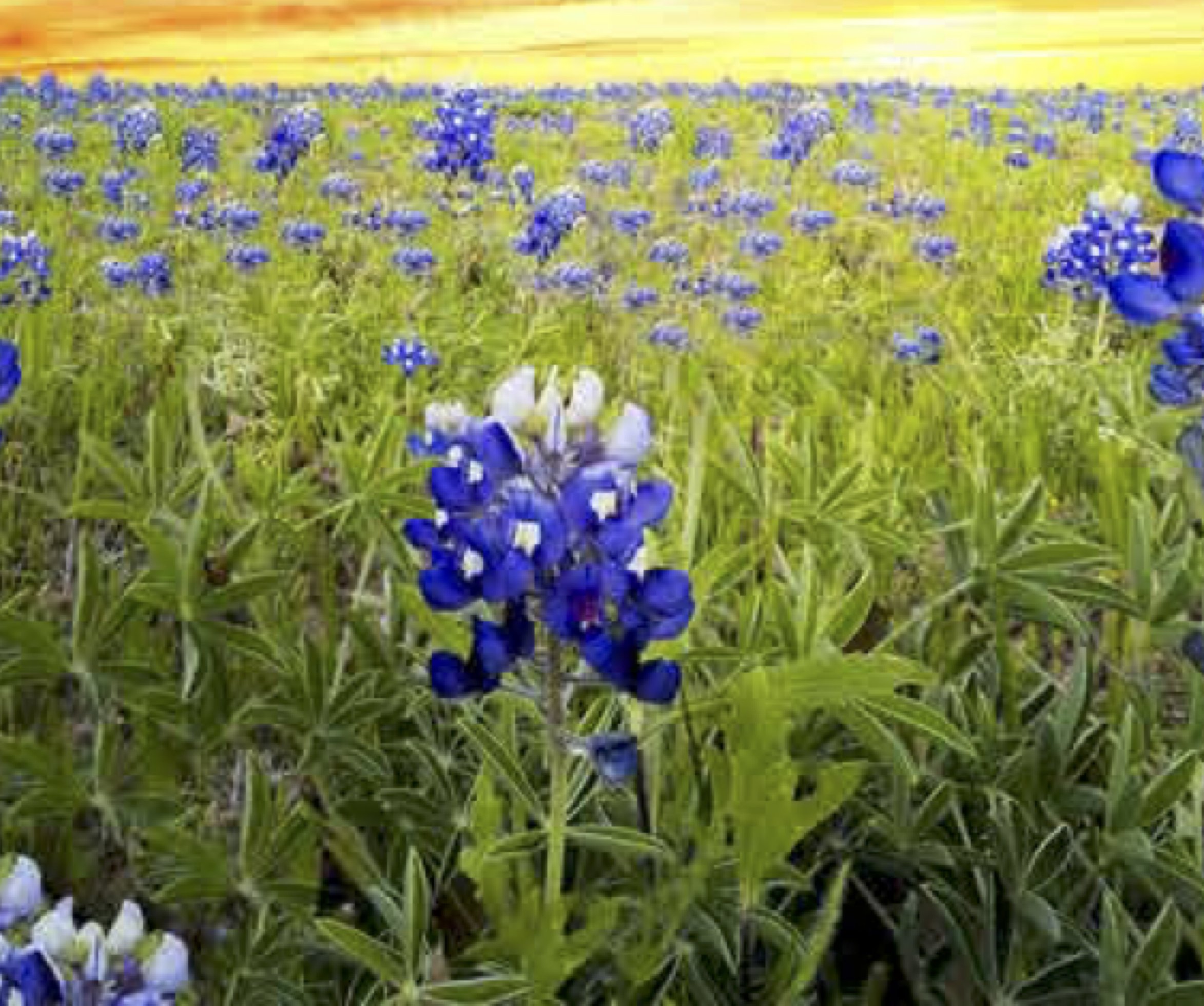 Beyond grape expectations Beyond grape expectations